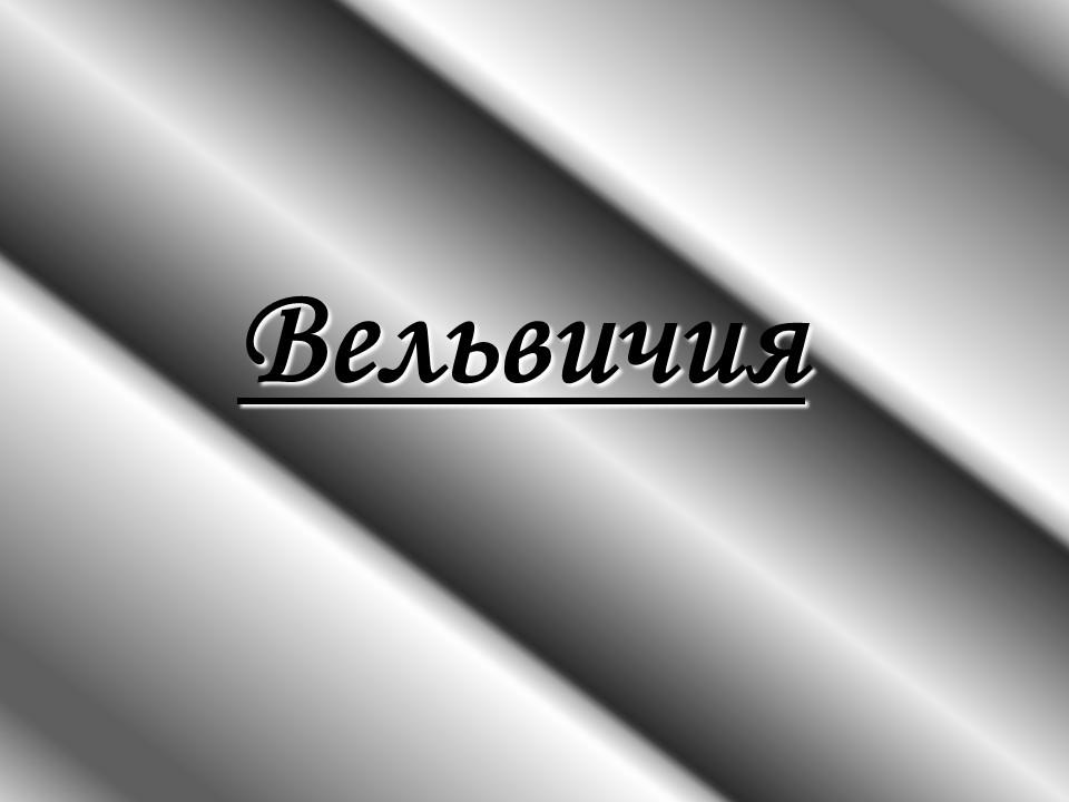 Вельвичия
