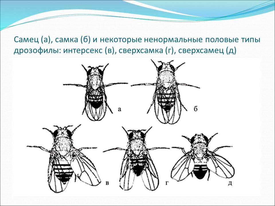 Генетика пола