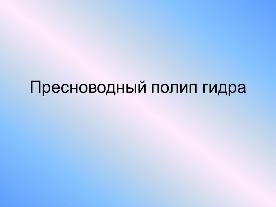 Пресноводный полип гидра