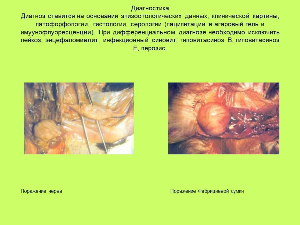 Вирусные заболевания птиц отряда куриных