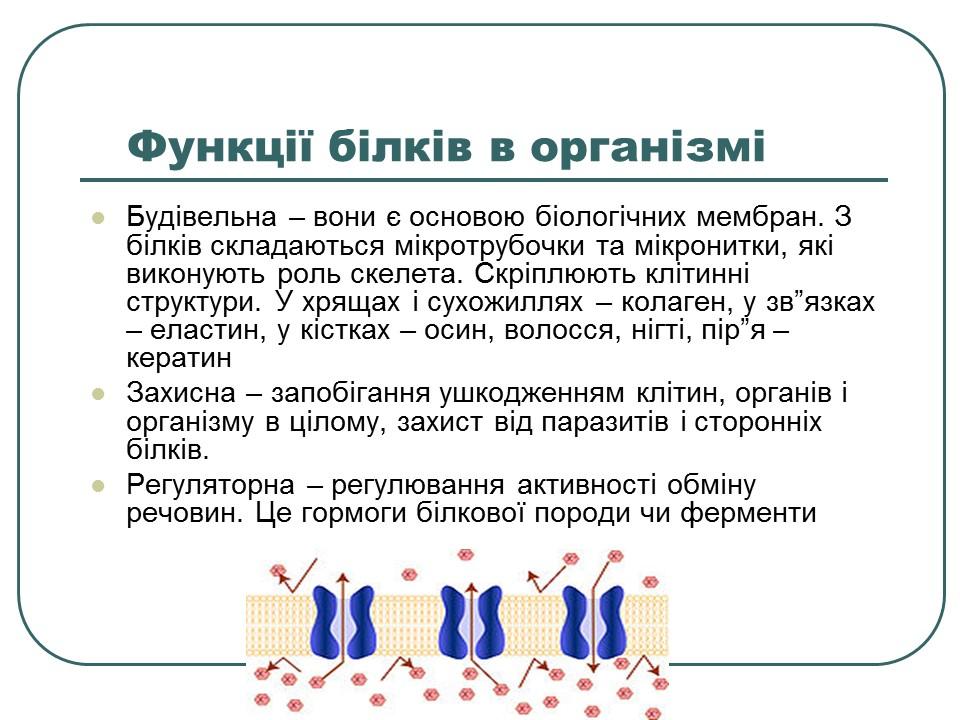 Що таке білки