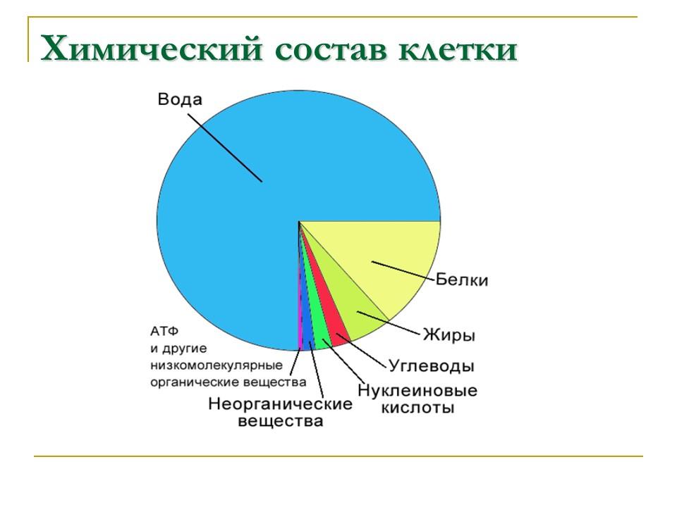 Углеводы Строение и функции