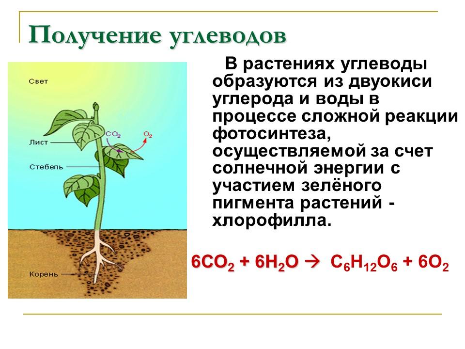 Углеводы Строение и функции