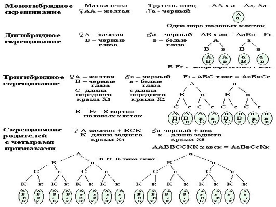 Грегор Мендель и его исследования