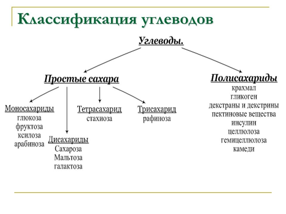 Углеводы Строение и функции