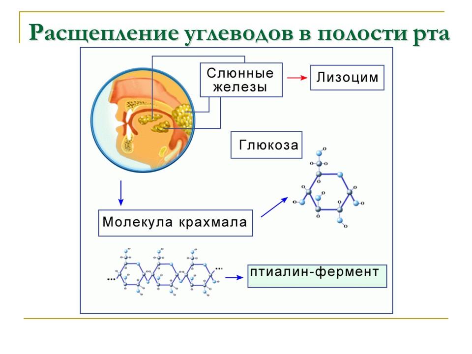 Углеводы Строение и функции