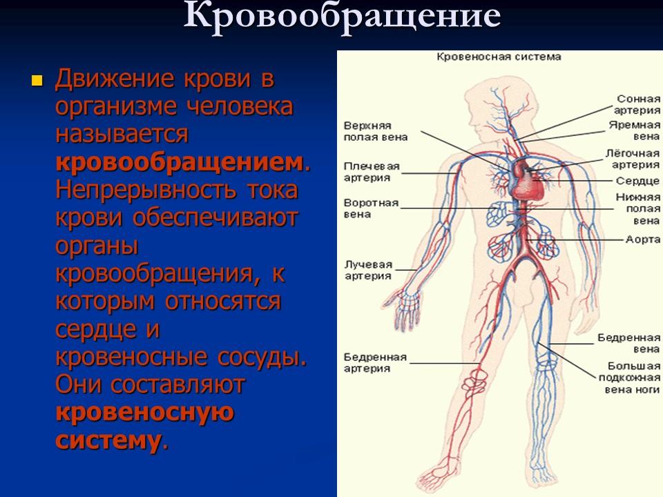 Система кровообращения