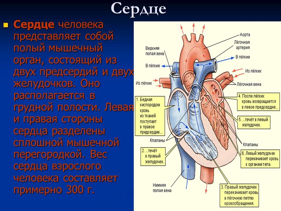 Система кровообращения