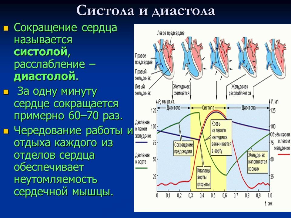 Система кровообращения