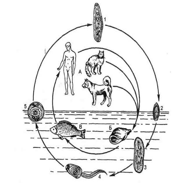 Рассмотрите рисунки жизненный цикл. Цикл развития кошачьей двуустки. Жизненный цикл описторхоза схема. Жизненный цикл описторха схема. Жизненный цикл развития кошачьей двуустки.