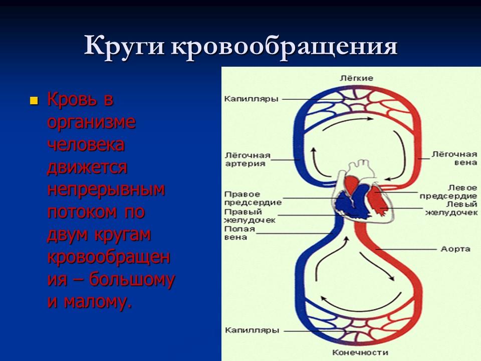 Система кровообращения