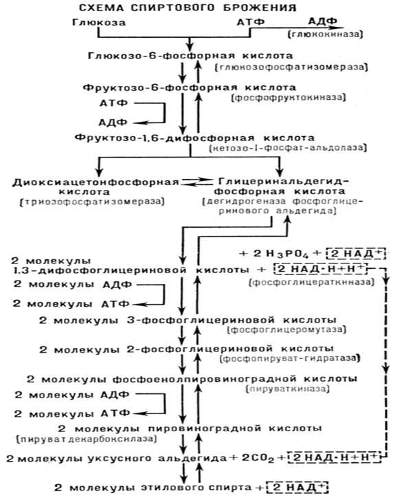 Спиртовое брожение схема