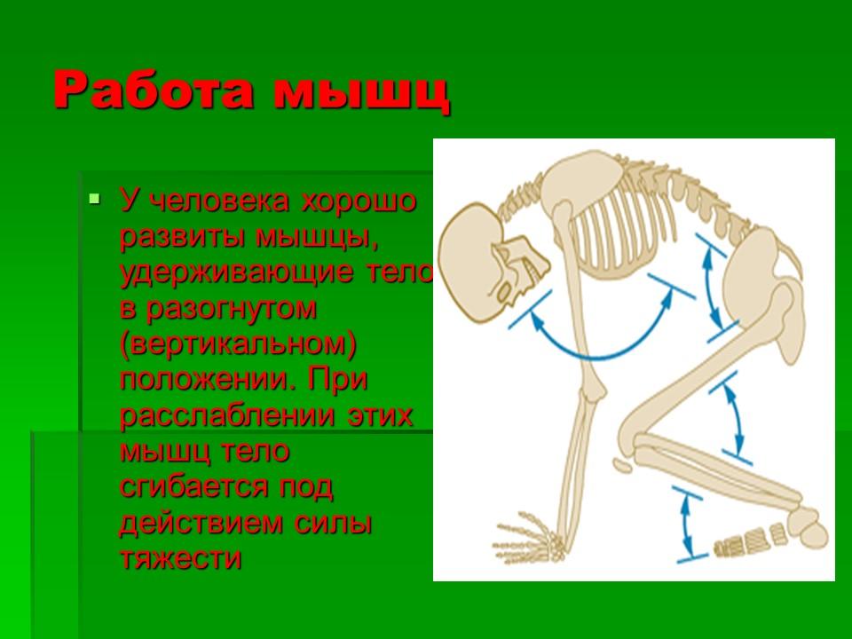 Тема работа мышц. Работа мышц. Как работают мышцы человека. Мышцы,удерживающие телов вертикальном полоении. Мышцы удерживающие вертикальное положение.