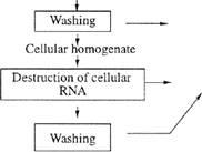 Incorporation of 23456-2H5Phenylalanine 35-2H2Tyrosine and 24567-2H5Tryptophan into the Bacteriorhodopsin