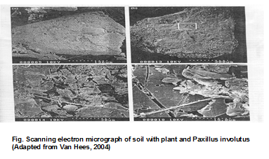 Nanoscience and nano-technology - cracking prodigal farming