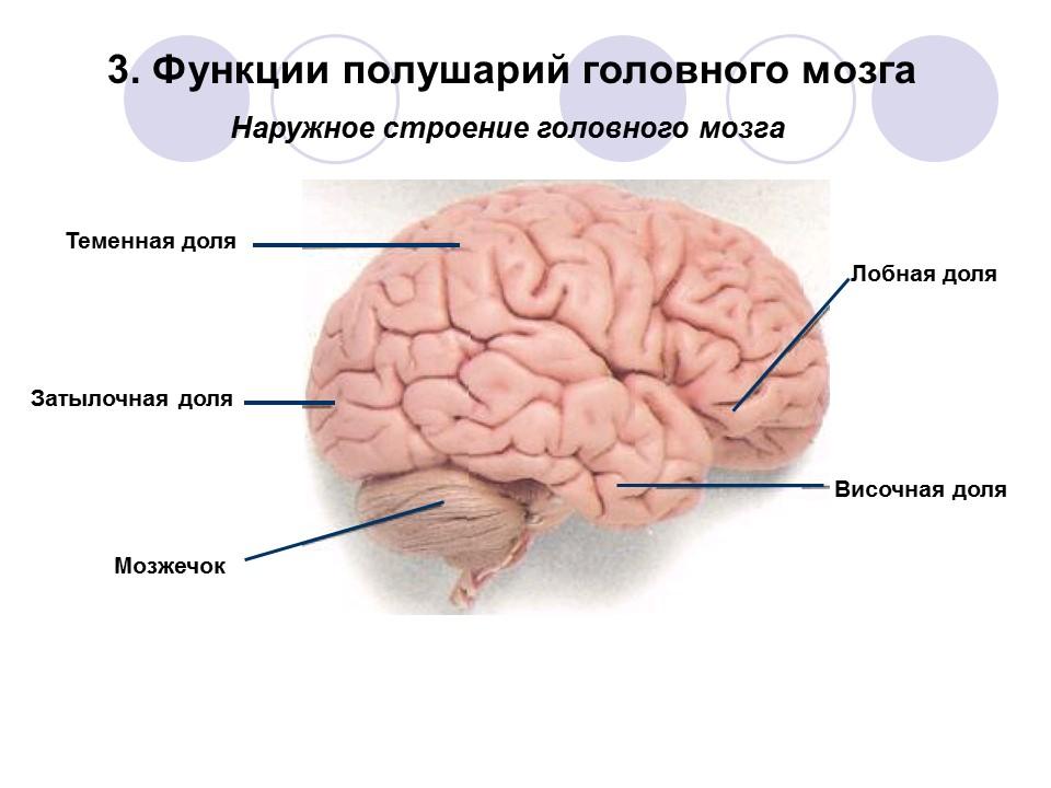 Правая гемисфера мозга. Функции полушарий. Функции полушарий мозга. Функции полушарий головного мозга. Функции левого полушария головного мозга.