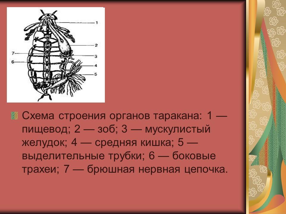 Тип членистоногие класс насекомые