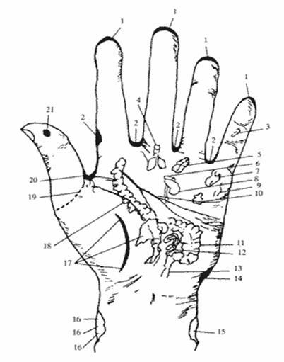 Зоны руки. Топография рефлексогенных зон на руке человека. Точки массажа при остеохондрозе. Точка поджелудочной железы на ладони. Точки на руке при остеохондрозе.